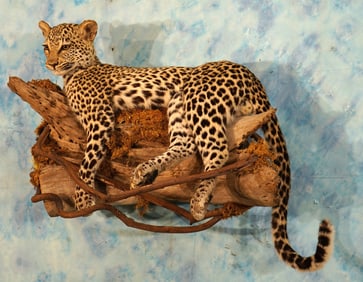 African Leopard Full Body Taxidermy Wall Mount **Texas Residents Only!**