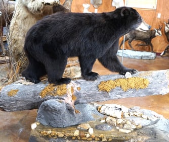 Black Bear Full Body on Natural Habitat Base Taxidermy Mount