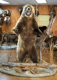 Alaskan Brown Bear Full Body Taxidermy Mount in Habitat