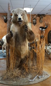 Standing Grizzly Bear Full Body Taxidermy Mount