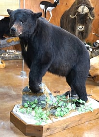 Black Bear Full Body Taxidermy Mount in Natural Habitat