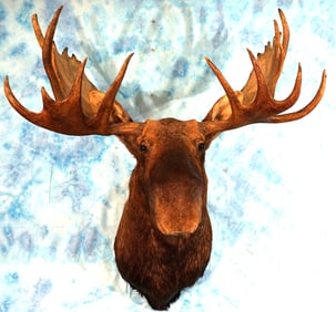 Canadian Moose Shoulder Taxidermy Mount