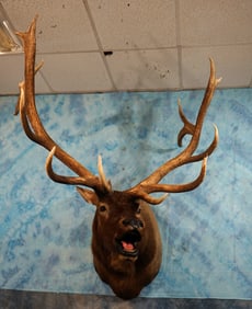 Super Huge Boone & Crockett Elk Shoulder Taxidermy Mount