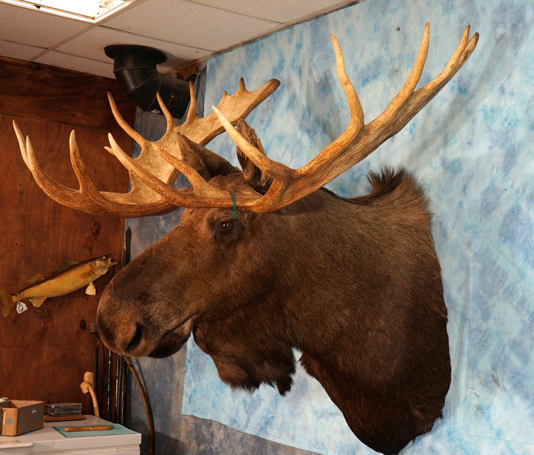 Big 67" spread Alaskan Moose Shoulder Taxidermy Mount (1 of 5)