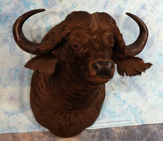 African Cape Buffalo Shoulder Taxidermy Mount