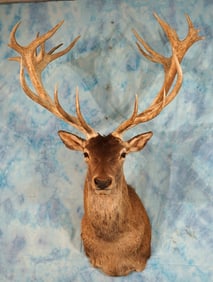 Monster Red Stag Shoulder Taxidermy Mount