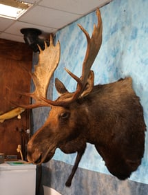 Shiras Moose Shoulder Taxidermy Mount