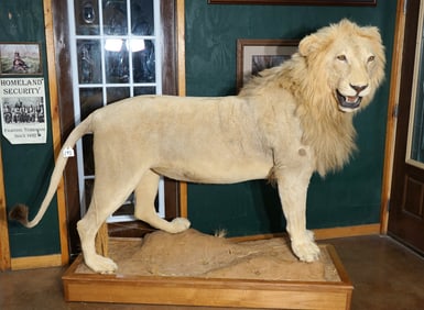 African Lion Full Body Taxidermy Mount **Texas Residents Only!**