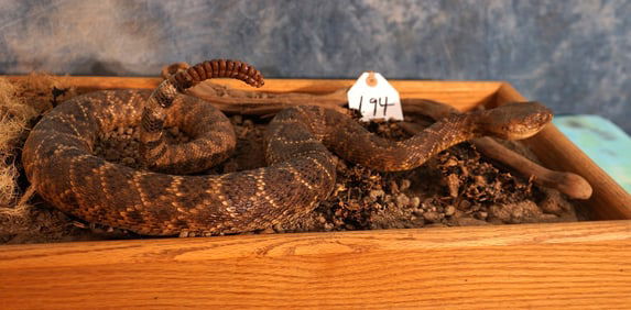 Near 5 Foot Diamondback Rattlesnake in Natural Habitat Taxidermy Mount