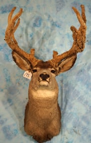 Awesome! Cactus Antlered Mule Deer Shoulder Taxidermy Mount