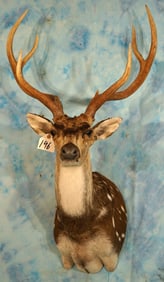 Very Nice Quality Axis Deer Shoulder Taxidermy Mount