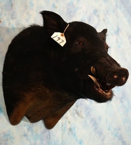 Cool! Wild Boar "Feral Hog" Shoulder Taxidermy Mount