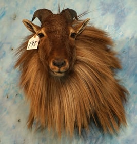 Beautiful Himalayan Tahr Shoulder Taxidermy Mount