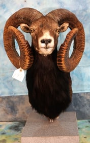 World Record European Mouflon Ram Shoulder Table Pedestal Taxidermy Sheep Mount