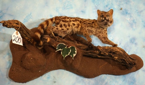 Beautiful Quality African Genet Cat Full Body Taxidermy Mount in Natural Habitat