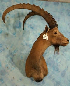 Record Book Gobi Desert Ibex Shoulder Taxidermy Mount
