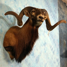 Beautiful Corsican Sheep Shoulder Taxidermy Mount