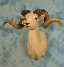 Big Texas Dall Sheep Shoulder Taxidermy Ram Mount