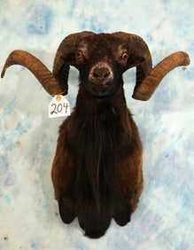 Beautiful Black Hawaiian Sheep Shoulder Taxidermy Ram Mount