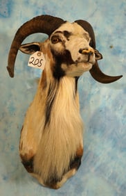 Awesome Rare Painted Desert Sheep Shoulder Taxidermy Ram Mount