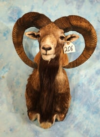 Iranian Red Sheep Shoulder Taxidermy Ram Quality Mount