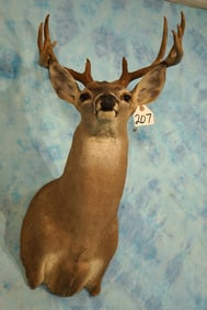 11pt. Texas Whitetail Deer Shoulder Taxidermy Mount