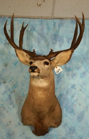 Big 4 x 3 New Mexico Mule Deer Shoulder Taxidermy Mount