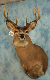 8pt. Kansas Whitetail Deer Shoulder Taxidermy Mount