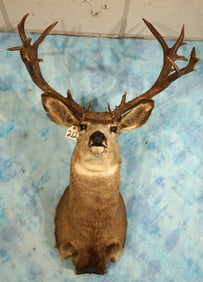 11 x 9 Typical Mule Deer Shoulder Taxidermy Mount