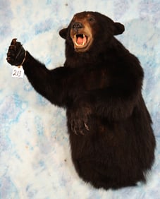 Brand New Canadian Black Bear Half Body Taxidermy Mount