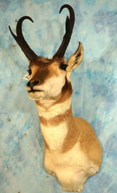 Pronghorn Antelope Shoulder Taxidermy Mount
