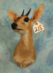 East African Bush Duiker Pygmy Antelope Antelope Shoulder Taxidermy Mount