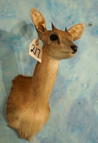 Quality African Sharpe's Grysbuck Pygmy Antelope Shoulder Taxidermy Mount
