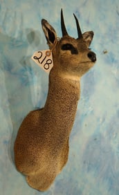 African Klipspringer Pygmy Antelope Shoulder Taxidermy Mount