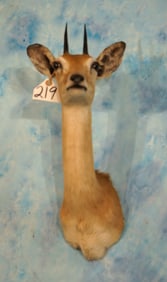 African Oribi Pygmy Antelope Shoulder Taxidermy Mount