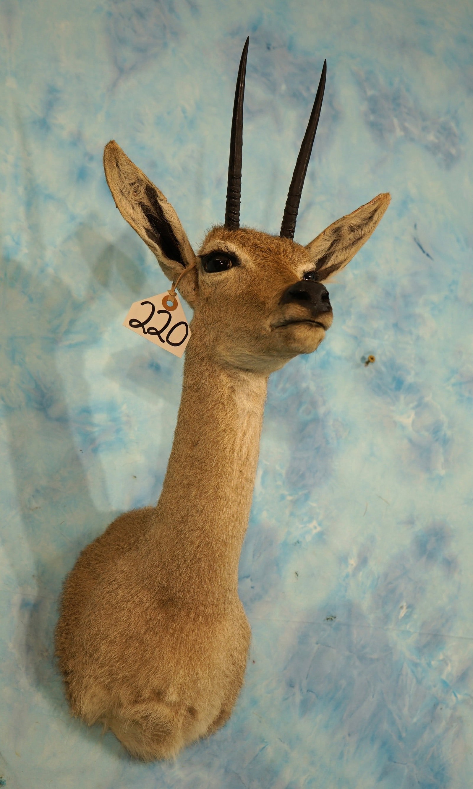 Quality South African Vaal Rhebok Pygmy Shoulder Taxidermy Mount: This mount is clean and in mint-like condition. This is a Record Class Buck. The taxidermy is outstanding grading a solid 10.