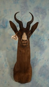 South African Black Springbuck Gazelle Shoulder Taxidermy Mount