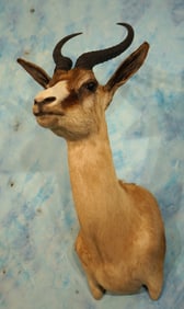 Rare & Quality! South African Copper Springbuck Gazelle Shoulder Taxidermy Mount