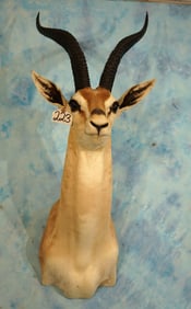 Beautiful East African Grant's Gazelle Shoulder Taxidermy Mount