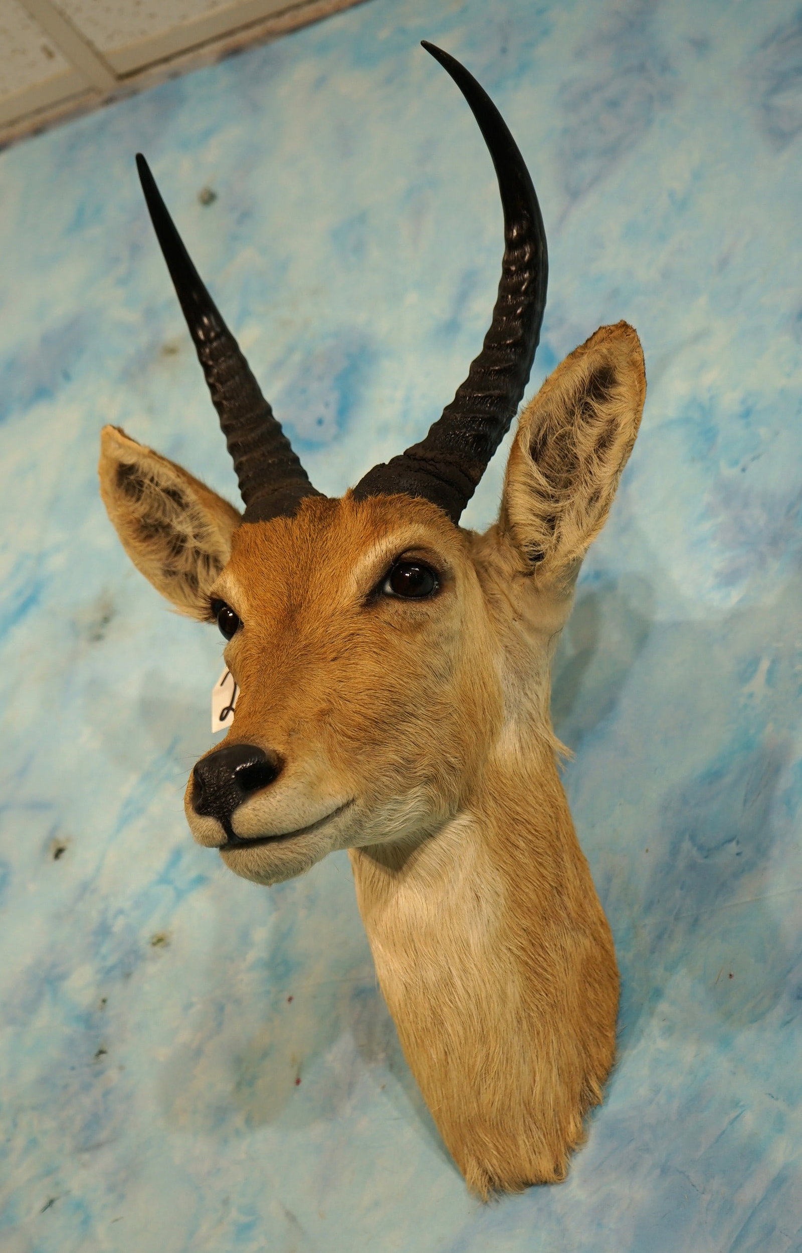 African Common Reedbuck Antelope Taxidermy Neck Mount: This mount is clean and it is mint-like condition. The taxidermy quality grades a solid 10.