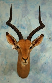 Beautiful African Southern Impala Ram Taxidermy Neck Mount