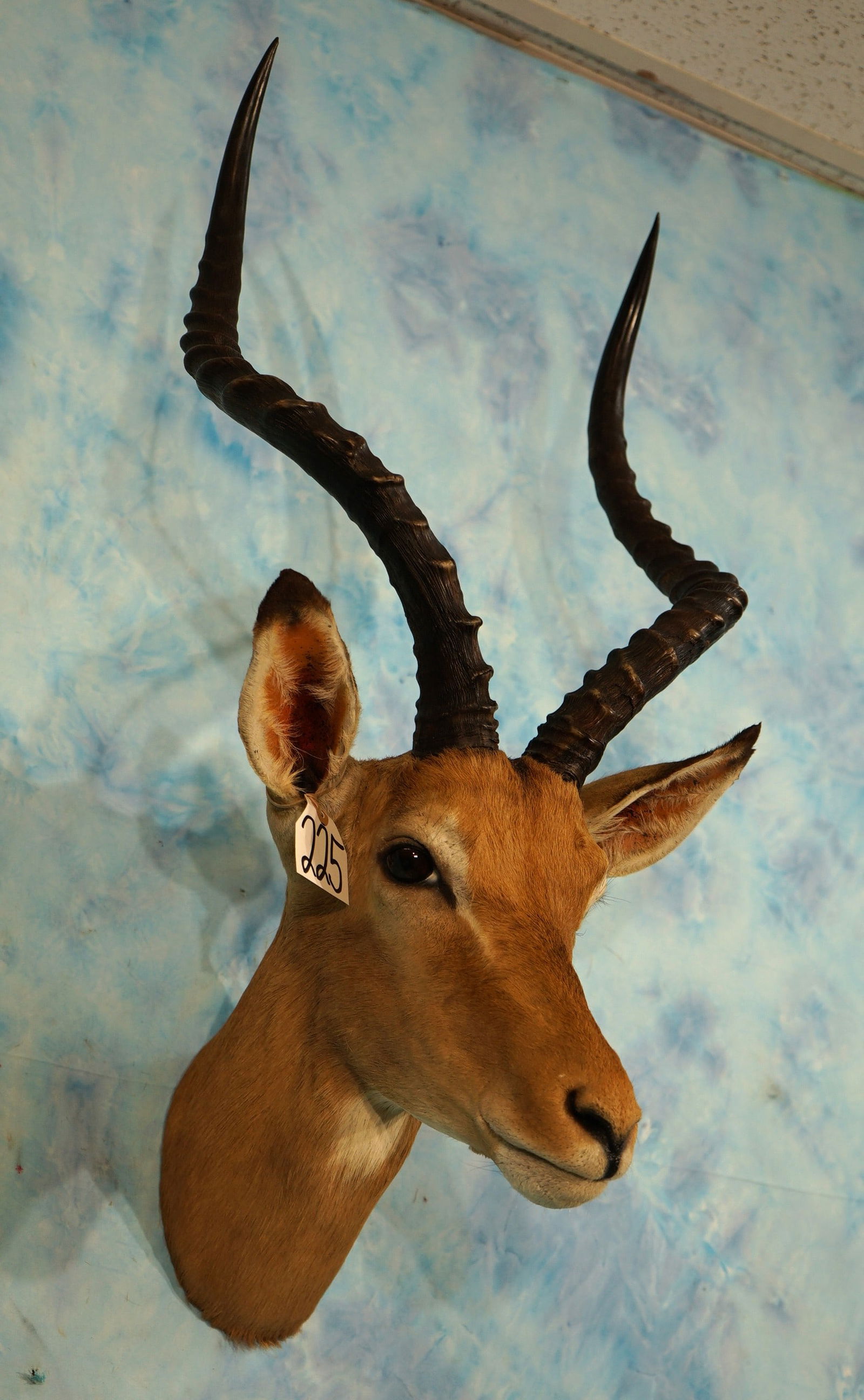 Beautiful African Southern Impala Ram Taxidermy Neck Mount (1 of 3)