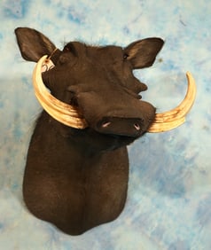 Record Class Warthog Boar Shoulder Taxidermy Mount
