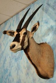 Outstanding African Fringe Eared Oryx Antelope Shoulder Taxidermy Mount **Texas Residents Only!**