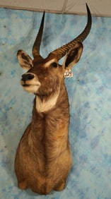 Quality African Waterbuck Shoulder Taxidermy Mount