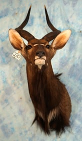 Beautiful African Southern Nyala Antelope Shoulder Taxidermy Mount