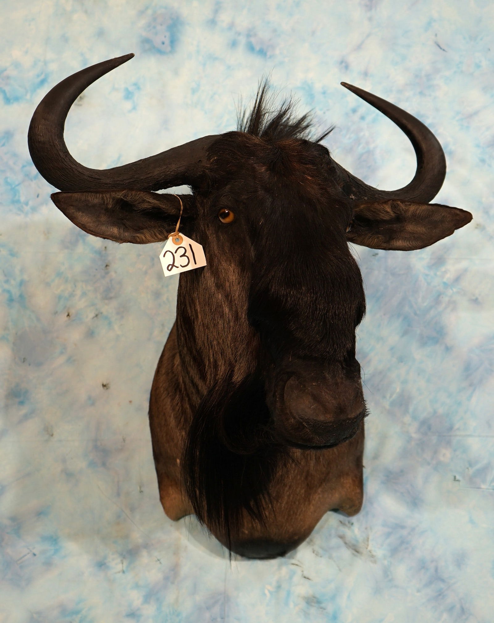 South African Blue Wildebeest Shoulder Taxidermy Mount (1 of 3)