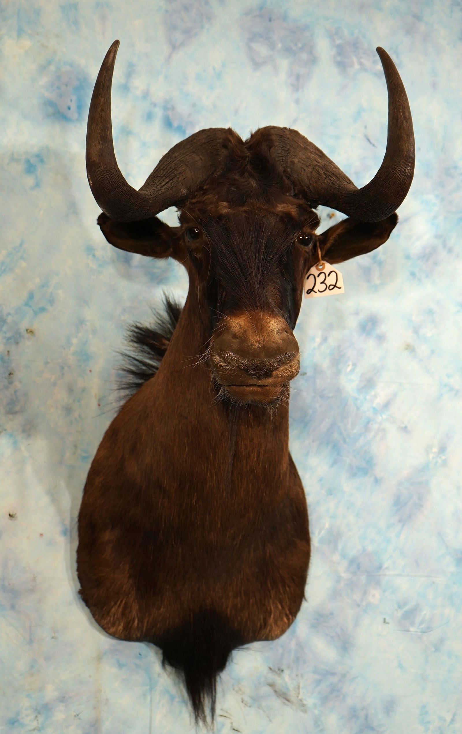Quality South African Black Wildebeest Shoulder Taxidermy Mount (1 of 4)