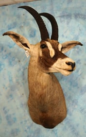 African Roan Antelope Shoulder Taxidermy Mount
