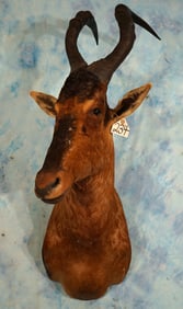 African Red Hartebeest Shoulder Taxidermy Mount
